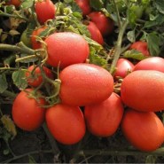 tomata-sejk